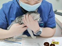 -伟伟宠物医院·瑞派猫友好医院·猫科(光谷店)