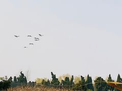 -盐城丹顶鹤湿地生态旅游区
