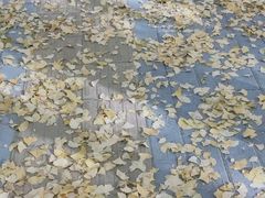 -三里屯东五街银杏大道