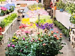 -溪岸路花鸟市场