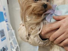 -伟伟宠物医院·CT影像中心·瑞派犬猫综合性门诊(汉口总院)