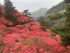 -木兰云雾山