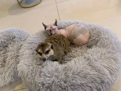 -平行世界·猫咖(首经贸店)