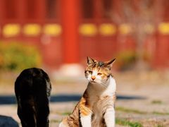 -莆田南少林寺