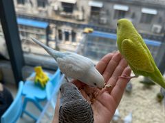 -怪兽屋·羊驼·猫咖·狗咖(俊华广场店)