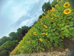 -同济大学(嘉定校区)