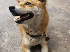 -柴犬高等学院·狗咖·柴犬售卖·宠物训练