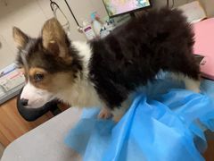 -创凡宠物医院·骨专科  猫科中心(西乡分院)