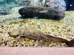 -上海海洋水族馆