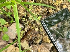 -素山寺森林公园