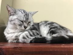 -猫咪博物馆(顶澳仔猫街店)