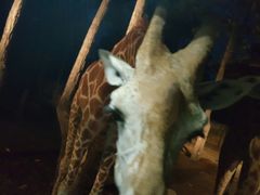 -清迈夜间动物园