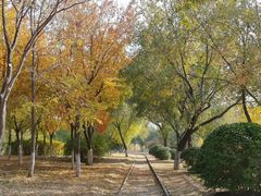 -永定河休闲森林公园