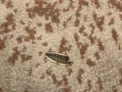 -无锡新湖铂尔曼大酒店