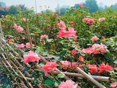 -海心沙亚运公园