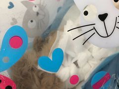 -纳吉亚猫专科动物诊疗中心(蒋宅口分院)