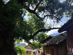 -杨家堂村