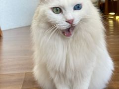 -有猫主题·治愈系猫咖(曾厝垵店)