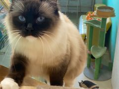 -猫在这儿猫咪咖啡馆·撸猫馆