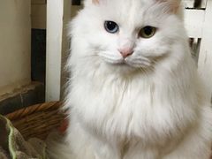 -Anne猫窝咖啡屋