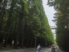 -日照海滨国家森林公园
