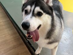 -Husky Go! 哈士奇体验馆·宠物咖啡厅狗咖