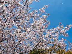 -高东镇樱花园
