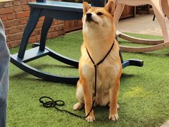 -柴犬高等学院·狗咖·柴犬售卖·宠物训练