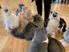 -遇见羊驼·奶狗咖·布偶猫咖·法斗柯基柴犬阿拉斯加(春熙路太古里IFS店)