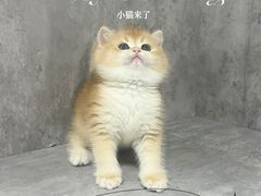 -小猫来了·猫舍(红山六九七九店)