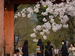 -醍醐寺