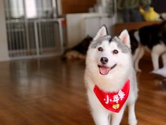 -Husky Go! 哈士奇体验馆·宠物咖啡厅狗咖