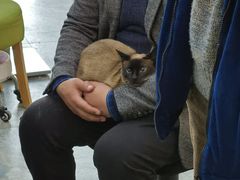 -秀猫阁·猫咪花园(万达店)