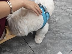-美联众合爱康动物医院•复杂内科•肿瘤科•牙科•腔镜诊疗中心