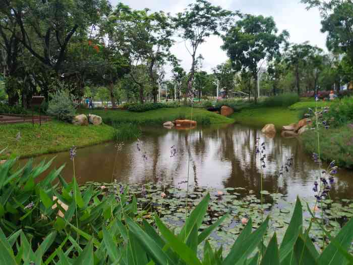 九祥岭湿地公园-"离西丽天虹很近,旁边是西丽人才市场公交车.