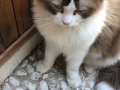 -喵屿·大理花园猫咖