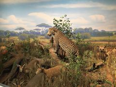 -陕西自然博物馆