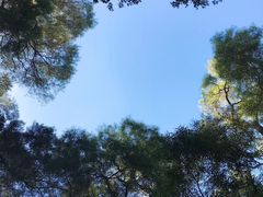 -金鸡山公园