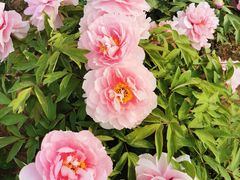 -济南国际园博园