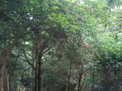 -牛鱼嘴原始生态风景区