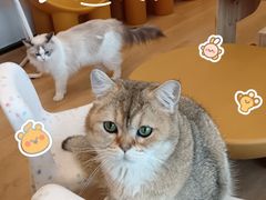 -有喵·猫咖·狗咖·40+猫狗有小奶狗(岗厦店)