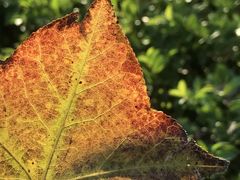 -中国科学院华南植物园