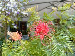 -花神·轻食简餐·咖啡馆·花卉绿植(荷兰花卉小镇店)