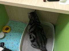 -美联众合动物医院·24h转诊中心