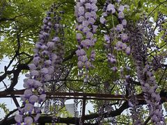 -嘉定紫藤园