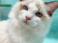 -猫宠乐园·专业洗护