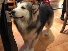 -more than meow吴止猫主题餐厅(承德 中船汇店)