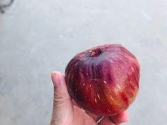 -樂桃源奉贤黄桃种植采摘基地