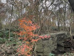 -紫金山山顶公园