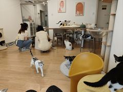 -有喵·猫咖·狗咖·30几只猫10只小狗(岗厦店)